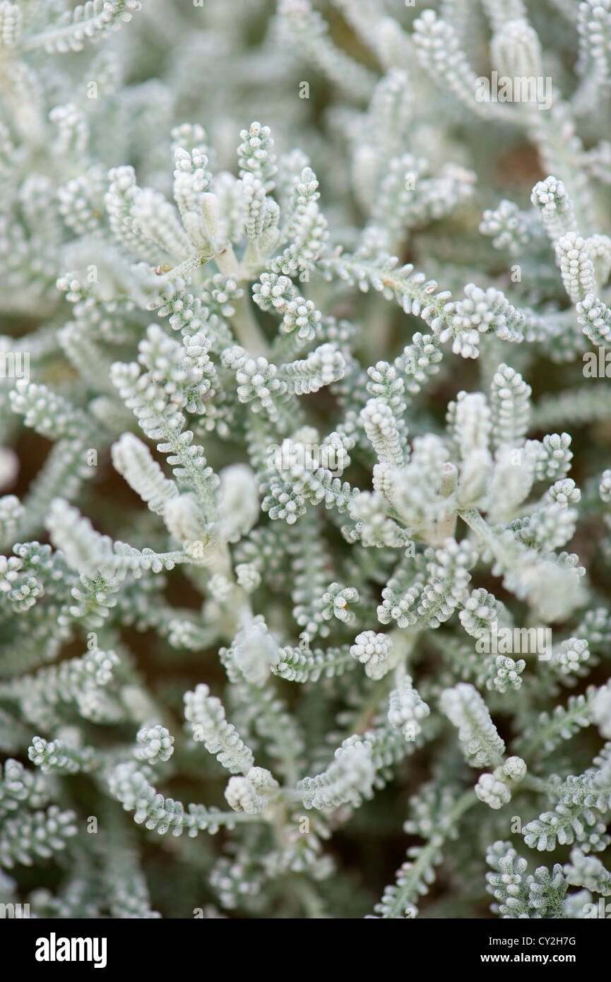 Foliage of Cotton Lavendar, Santolina chamaecyparissus Stock Photo