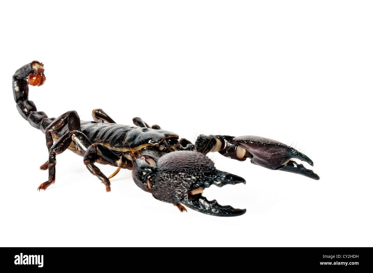 Emperor Scorpion on a white background Stock Photo