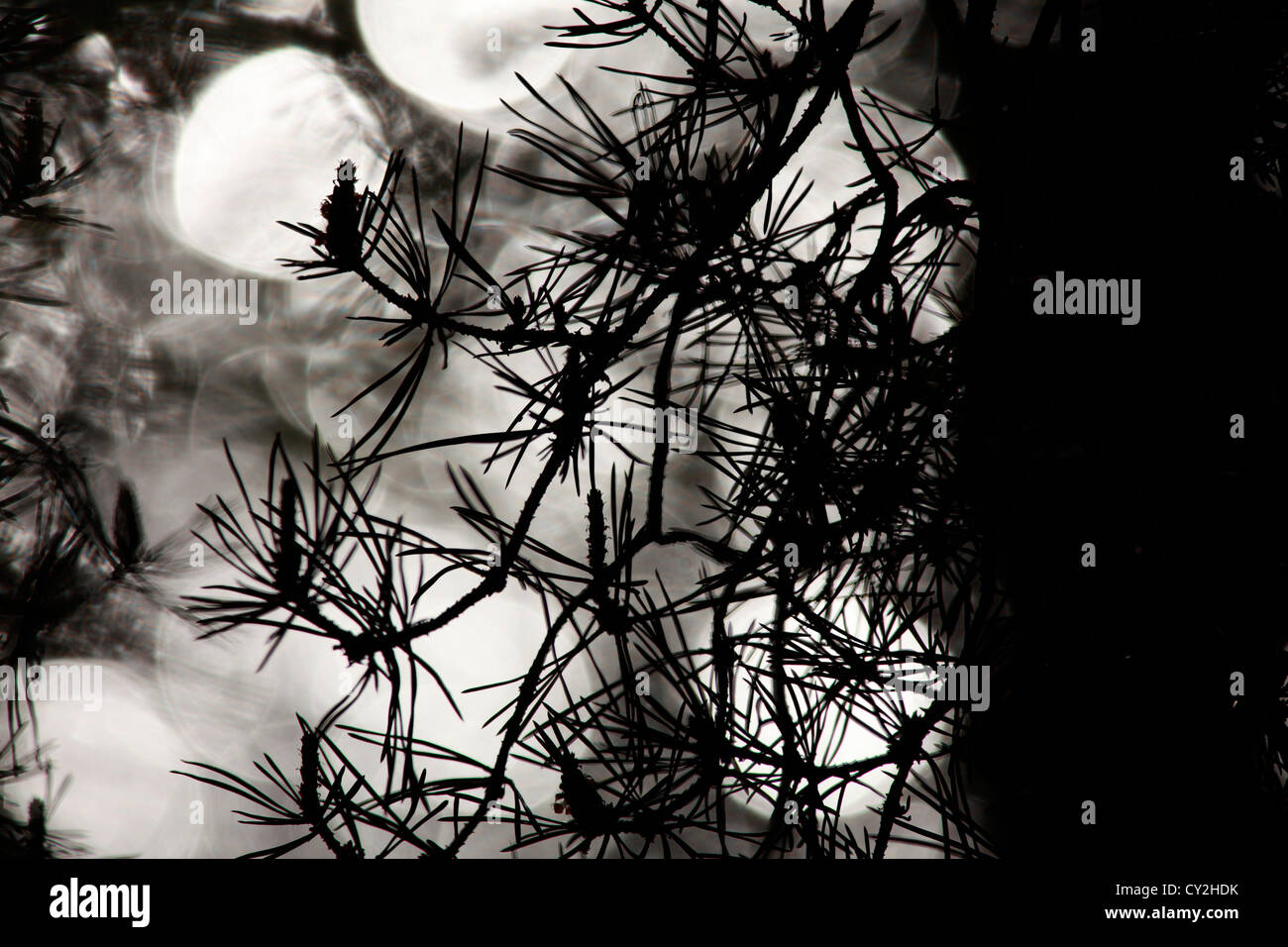 Silhouette of a pine tree seen against a river Stock Photo