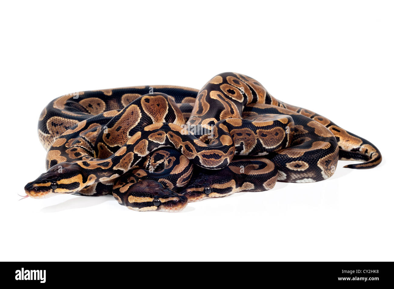 Several ball pythons in knot hi-res stock photography and images - Alamy