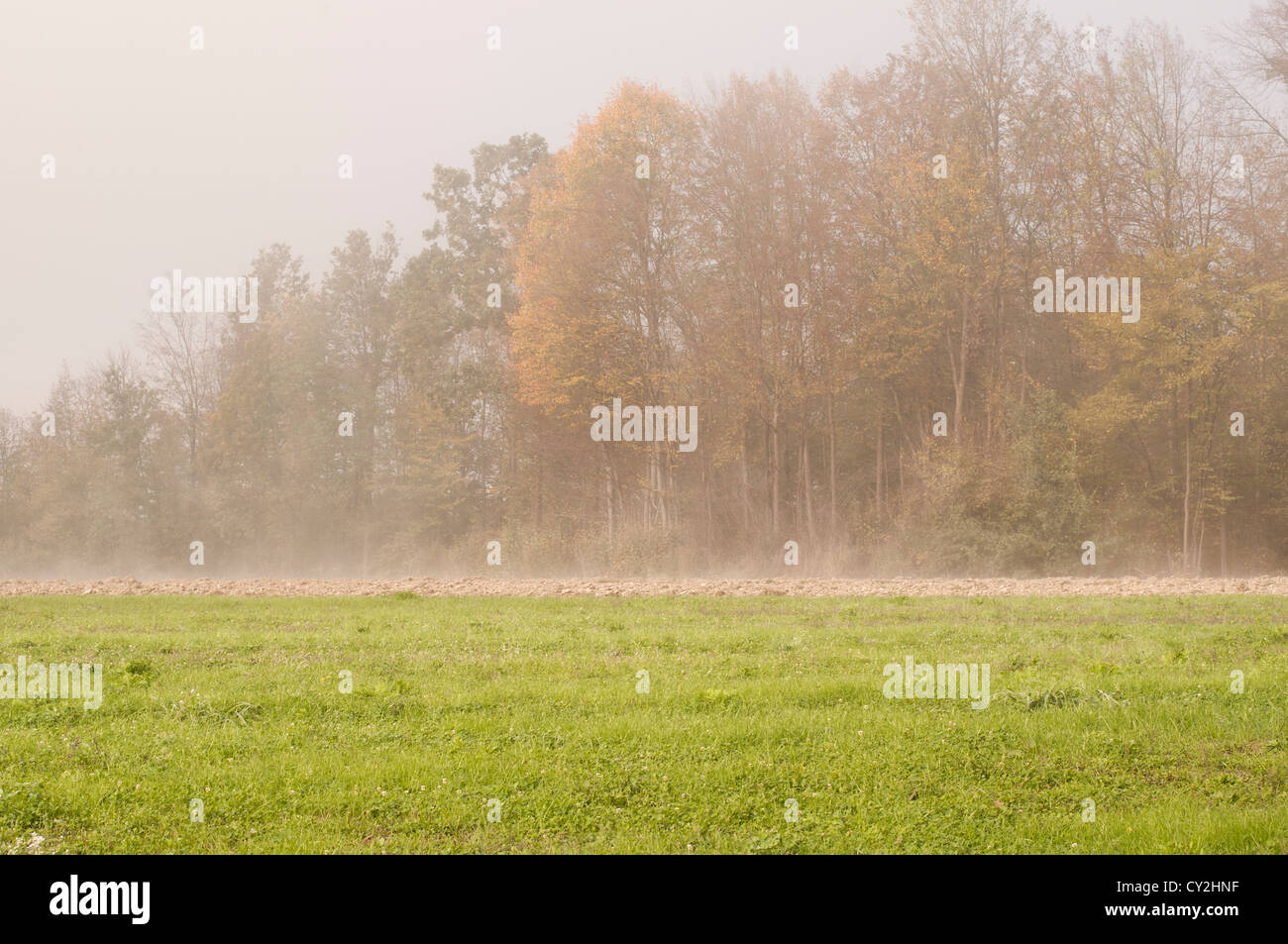 Fog in forest misty morning hi-res stock photography and images - Alamy