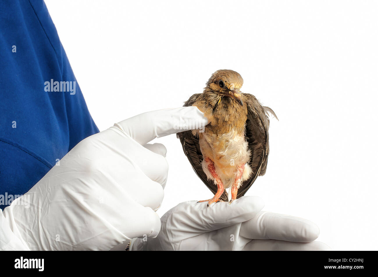 A vetrinary technician examines a dove in front of a white background. Stock Photo