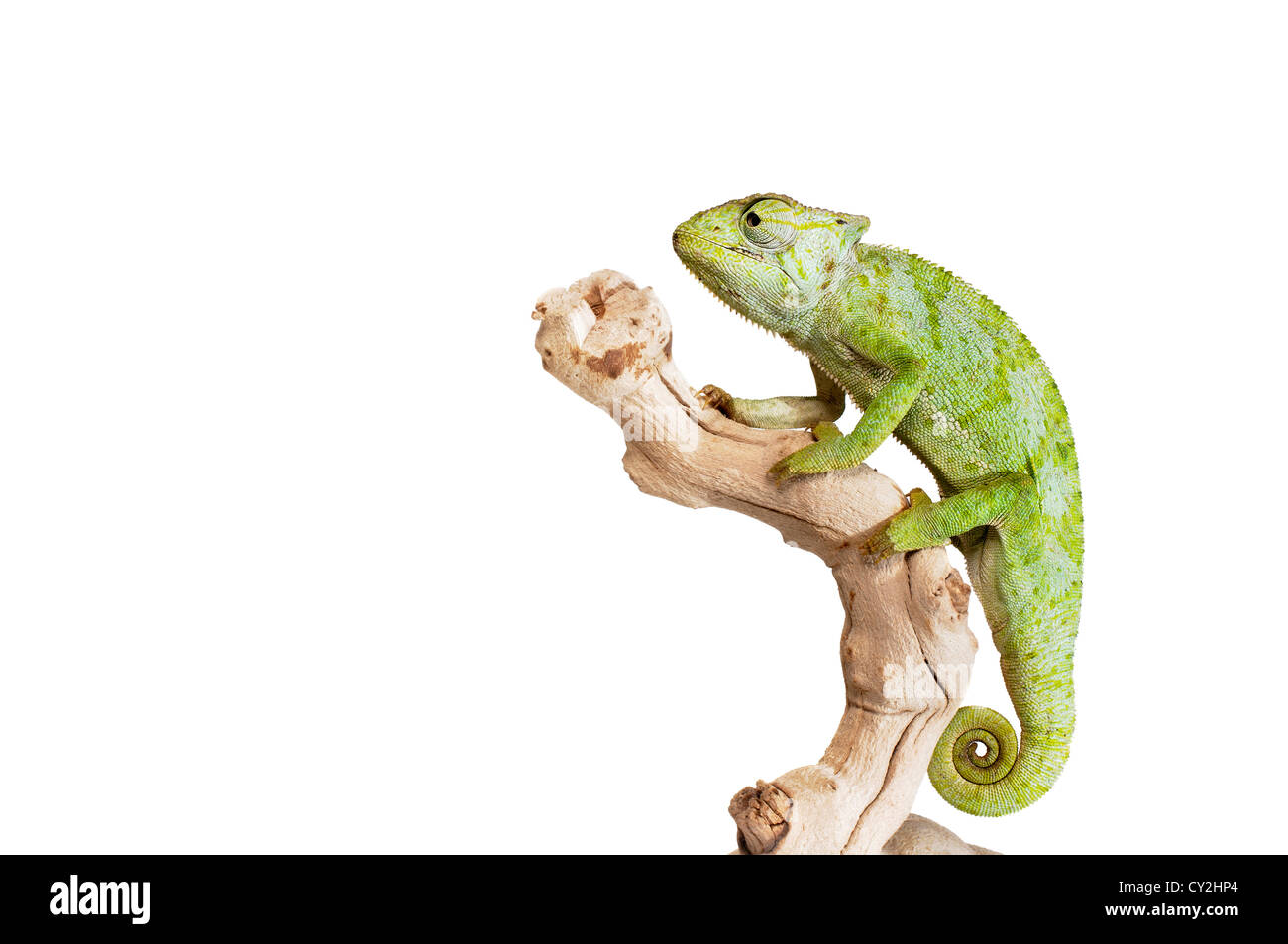 Graceful Chameleon on white background. Stock Photo