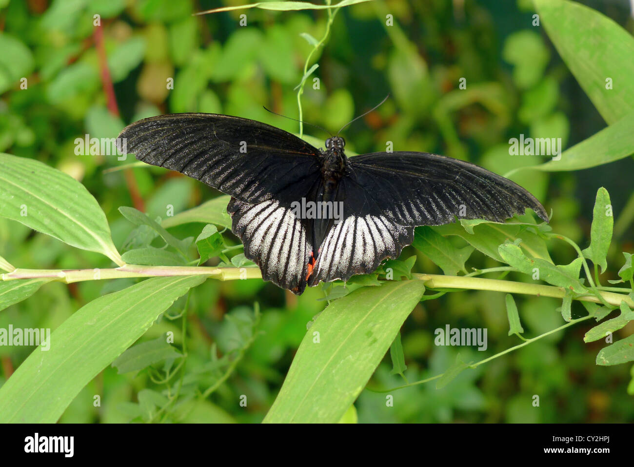 Red and black butterfly hires stock photography and images Alamy