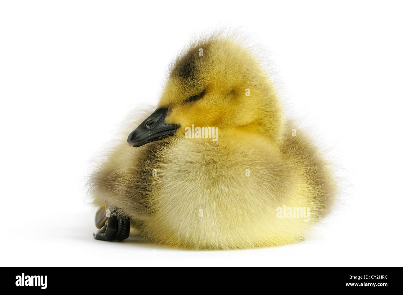 Young yellow Gosling on white background. Stock Photo