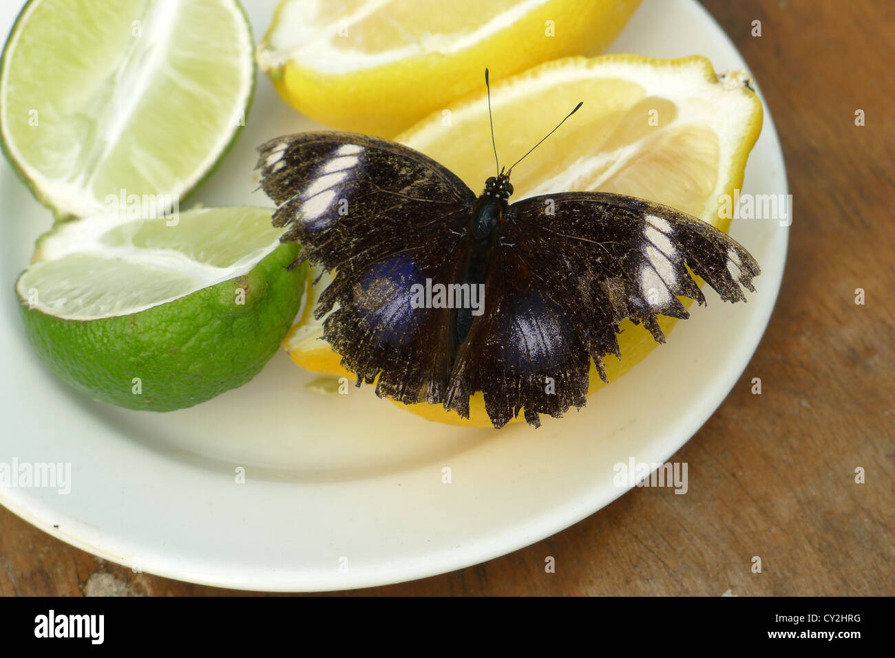 Black and white spot butterfly hires stock photography and images Alamy