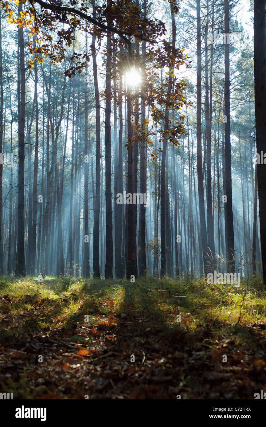 blue sunbeams in autumnal forest, mysterious landscape Stock Photo
