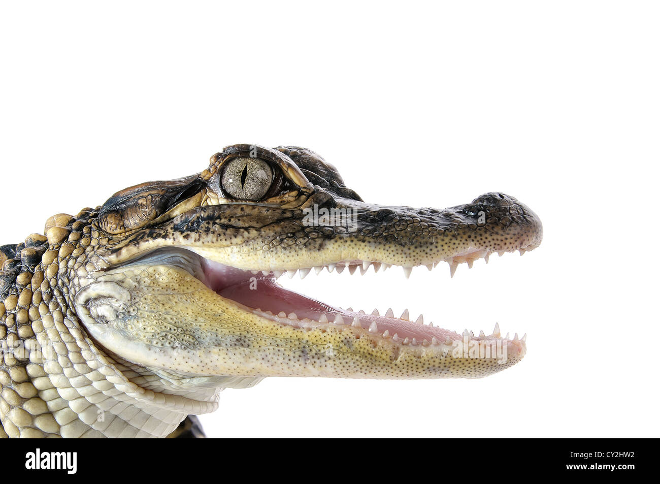 Close-up of young American Alligator on white background. Stock Photo