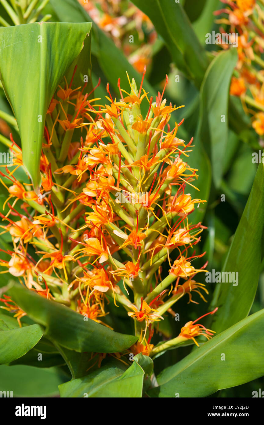 Hedychium, ginger lily, showing flower spike Stock Photo