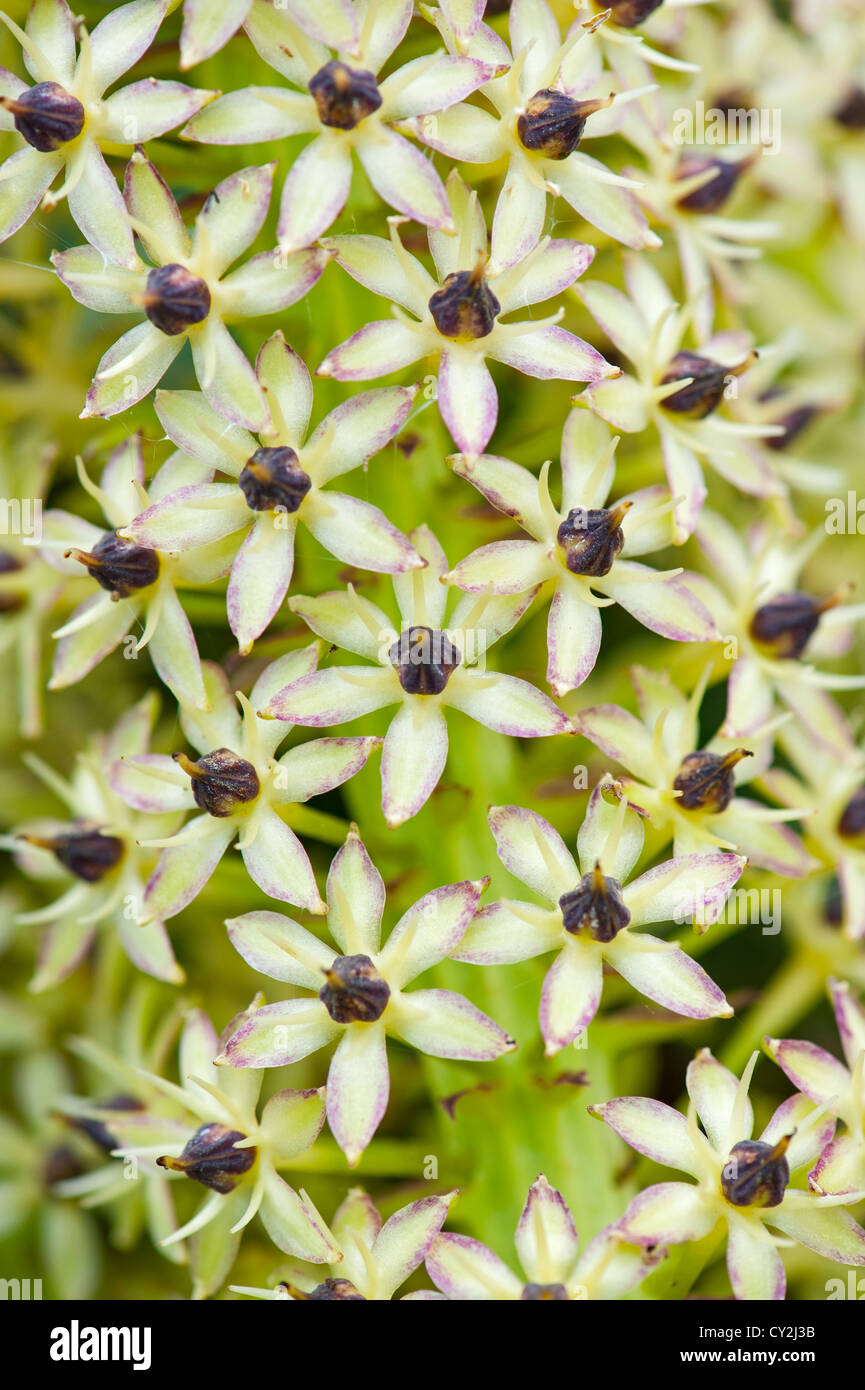 Eucomis (pineapple flowers) close up of flower spike Stock Photo