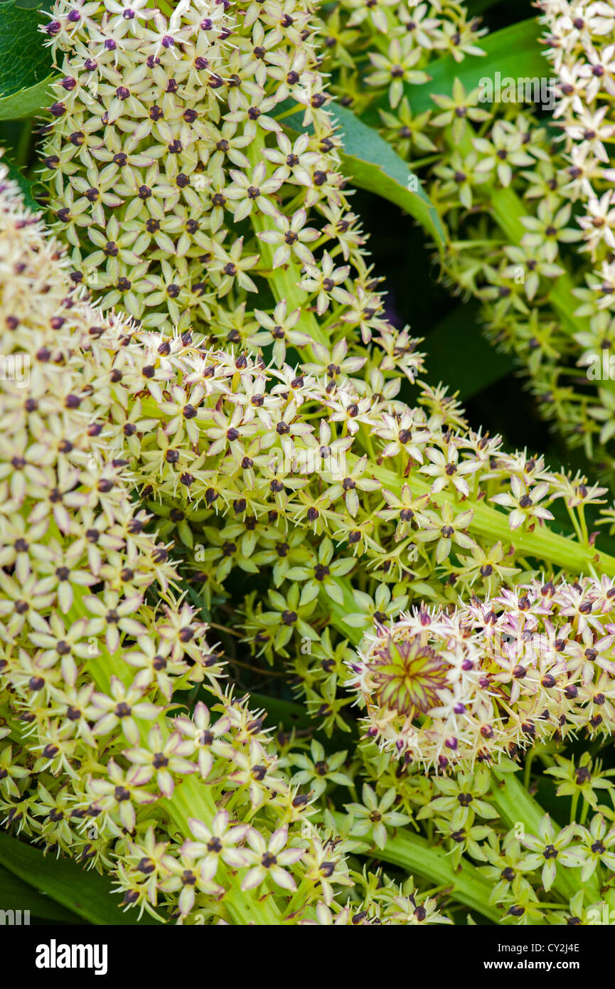 Eucomis (pineapple flowers) unsupported flower spikes Stock Photo