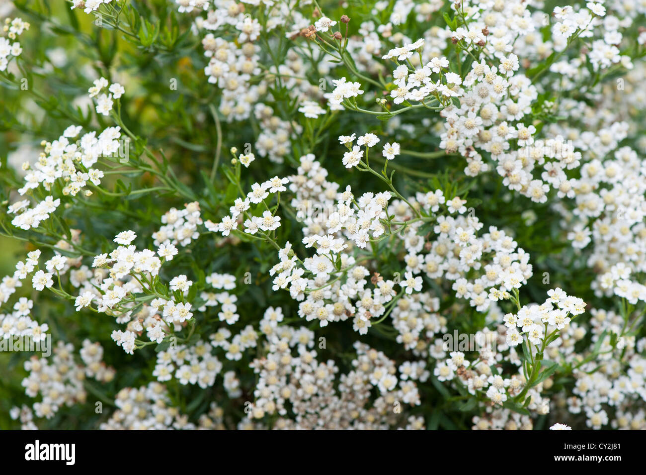 Mace hires stock photography and images Alamy