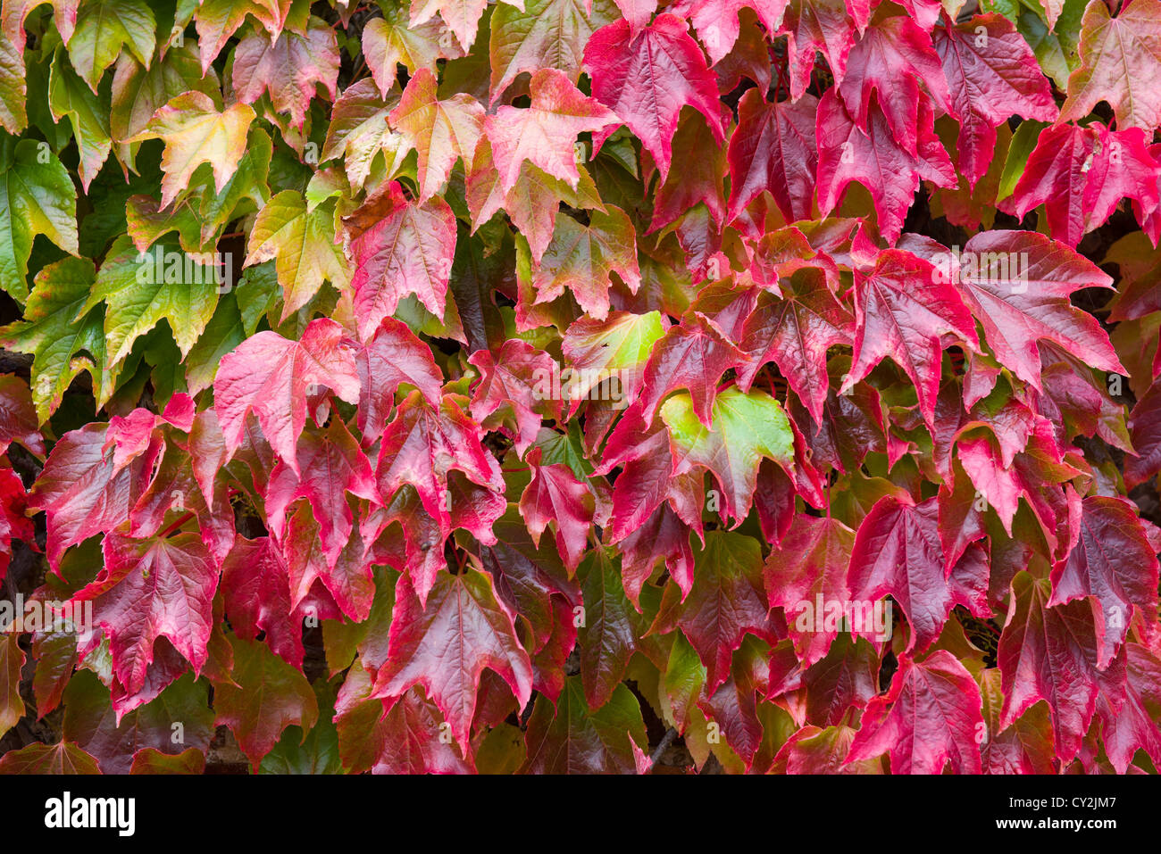 Boston Creeper, Parthenocissus tricuspidata, leaves red in Autumn, England September Stock Photo