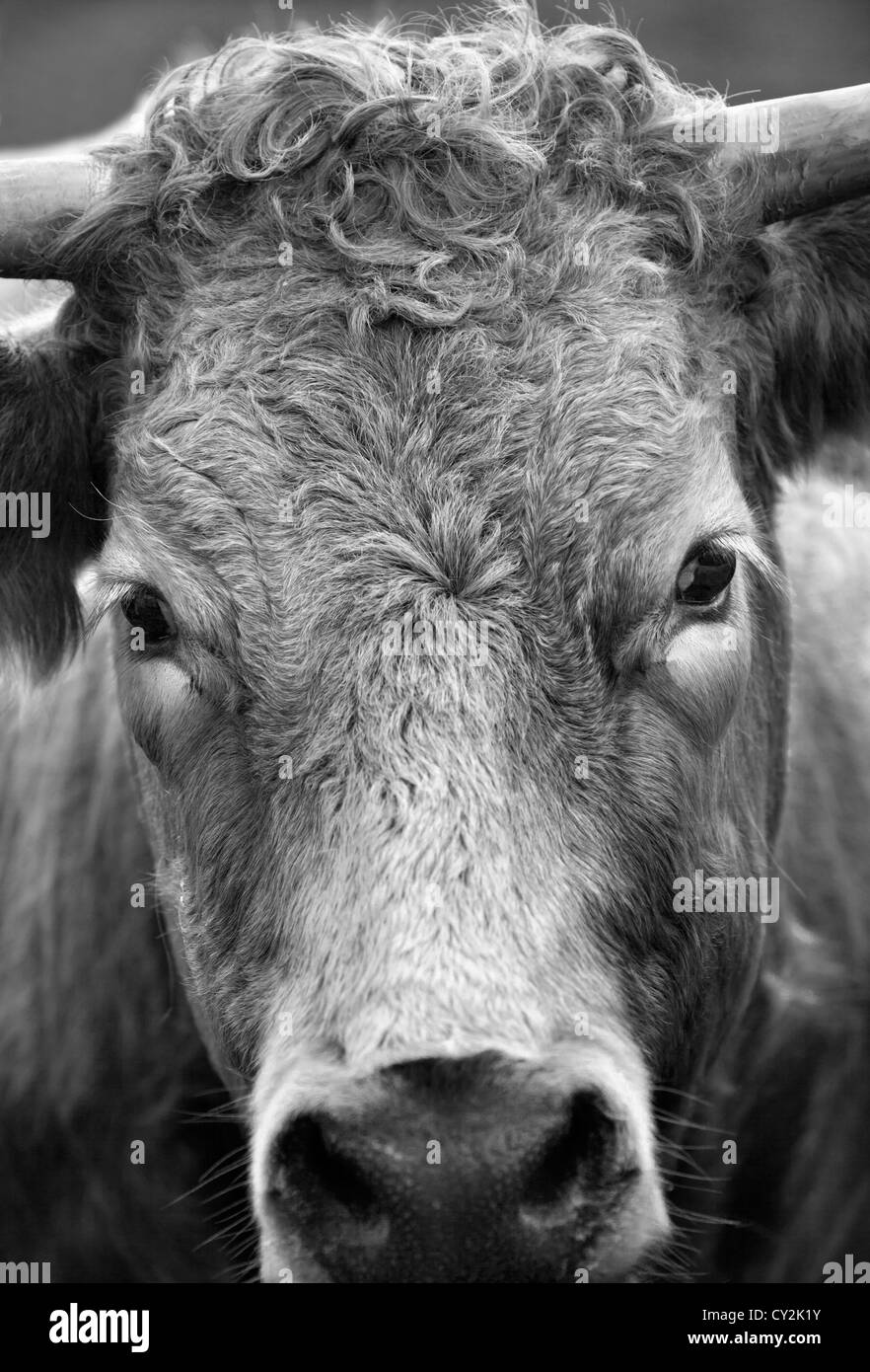 Bull Head Black and White Stock Photos & Images - Alamy