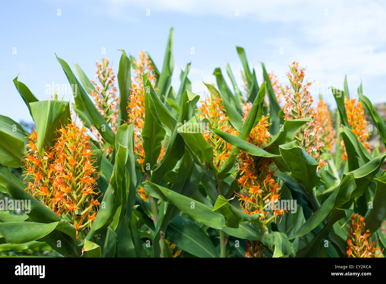 Hedychium, ginger lily, showing flower spike Stock Photo