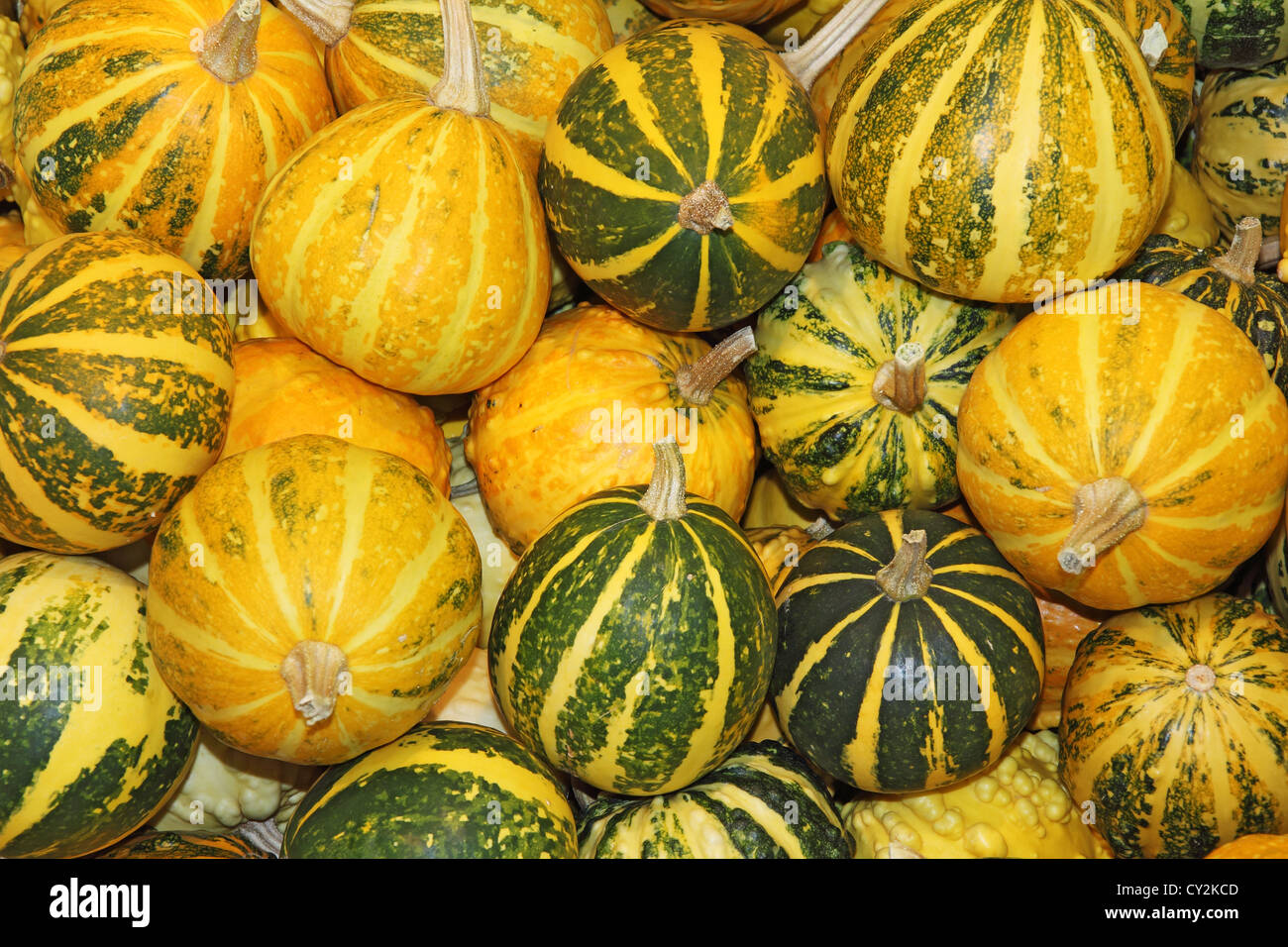A lot of yellow and green pumpkin fruit of autumn Stock Photo - Alamy