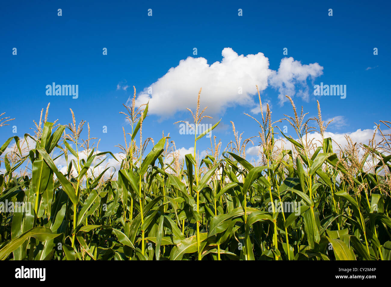 Commercial maize crop grown for animal fodder, Norfolk, England October Stock Photo