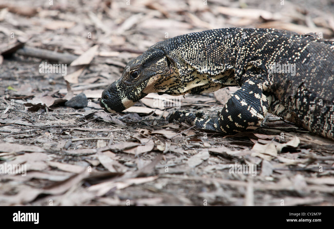 Lizard, lace monitor searches the leafy ground for food. Stock Photo
