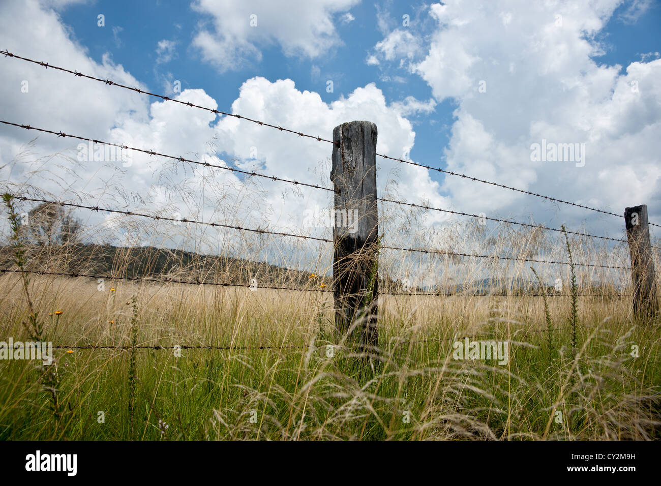 Fence closeup, barbed wire and rustic fence posts, from low viewpoint