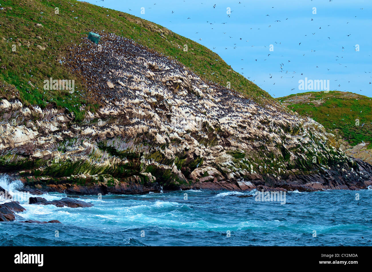 Gull Island, Witless Bay Nature Reserve, Newfoundland Canada Stock