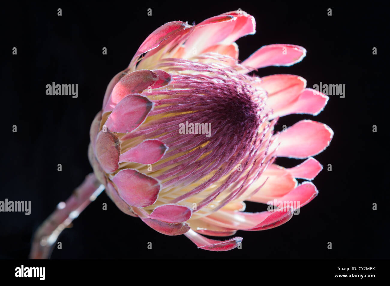 Cut Protea flower photographed against a black background using natural side lighting from a