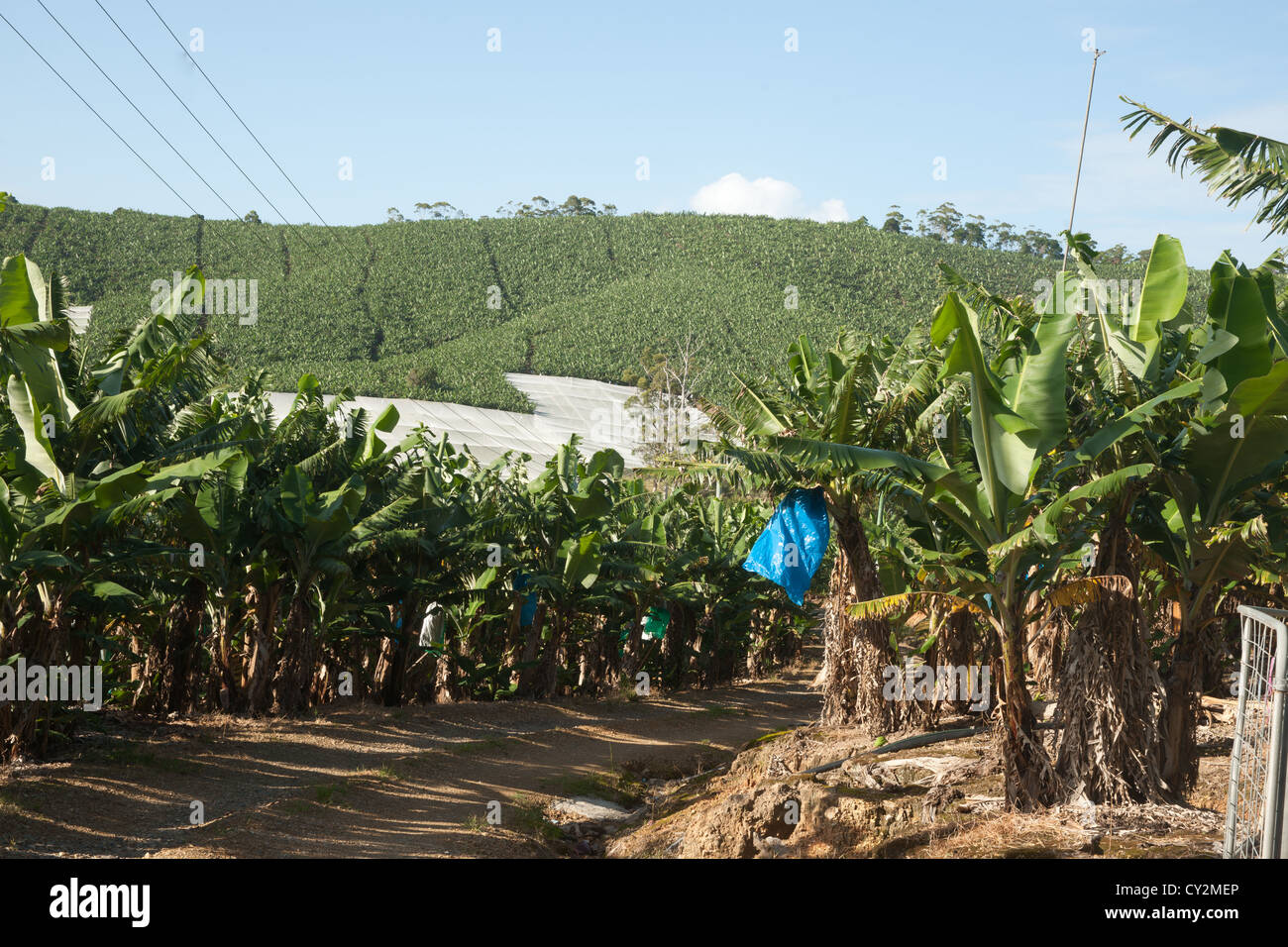 Banana plantation, palms growing over larges hillside area near Coffs