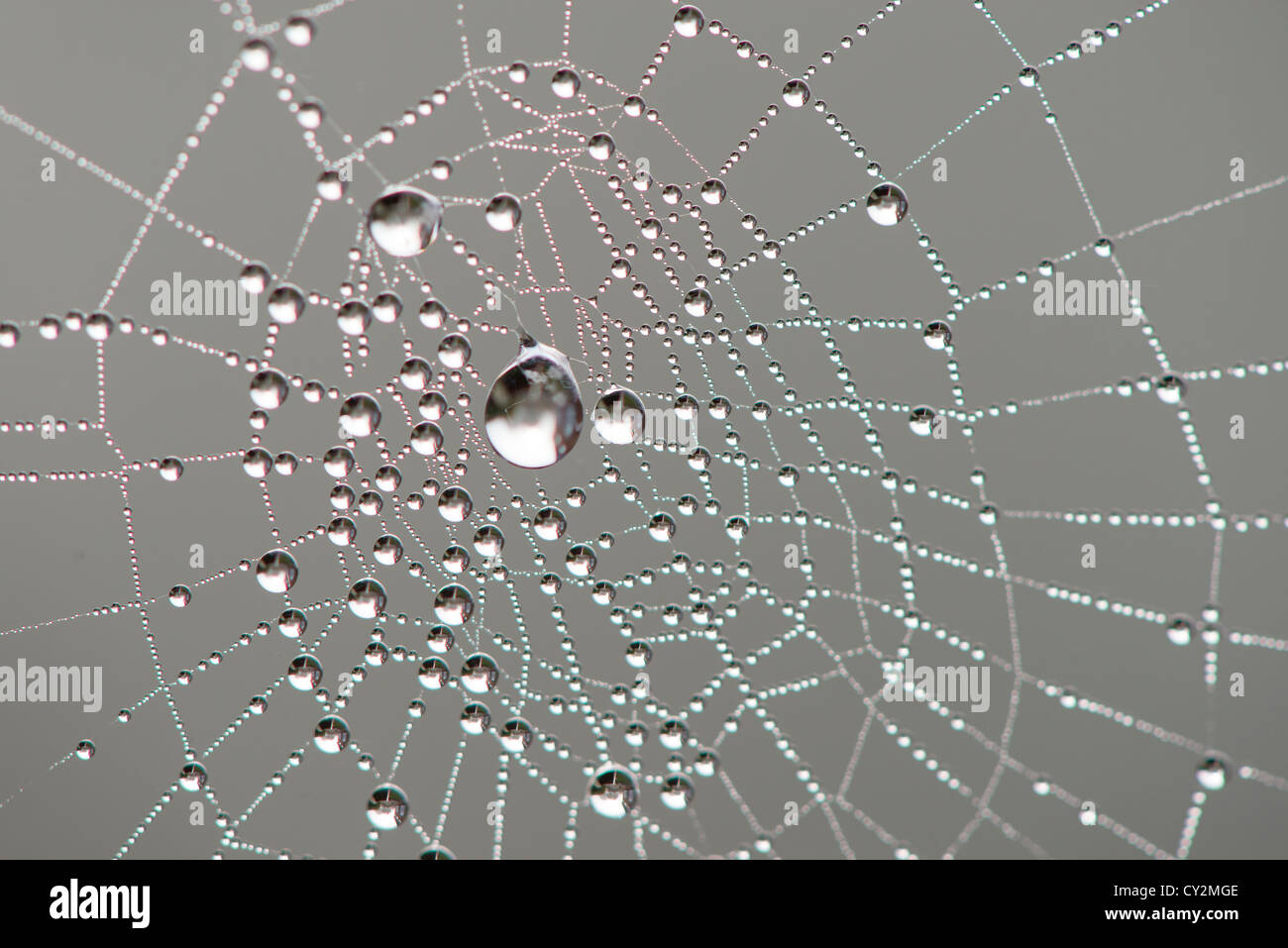 Close up of garden spiders web covered with dew on a misty autumn morning, England, October. Stock Photo