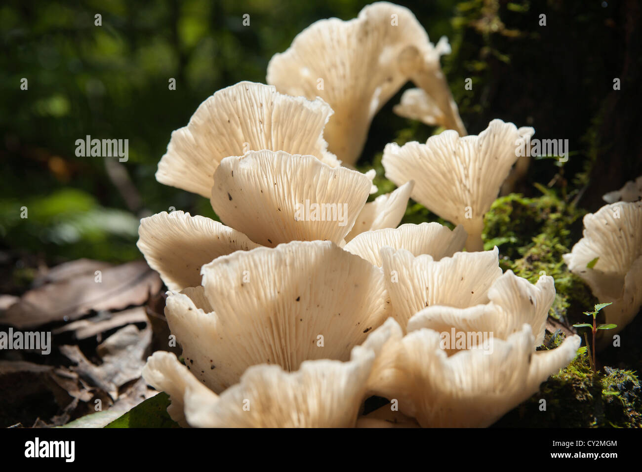 White leafy fungi growing on forest floor Stock Photo - Alamy