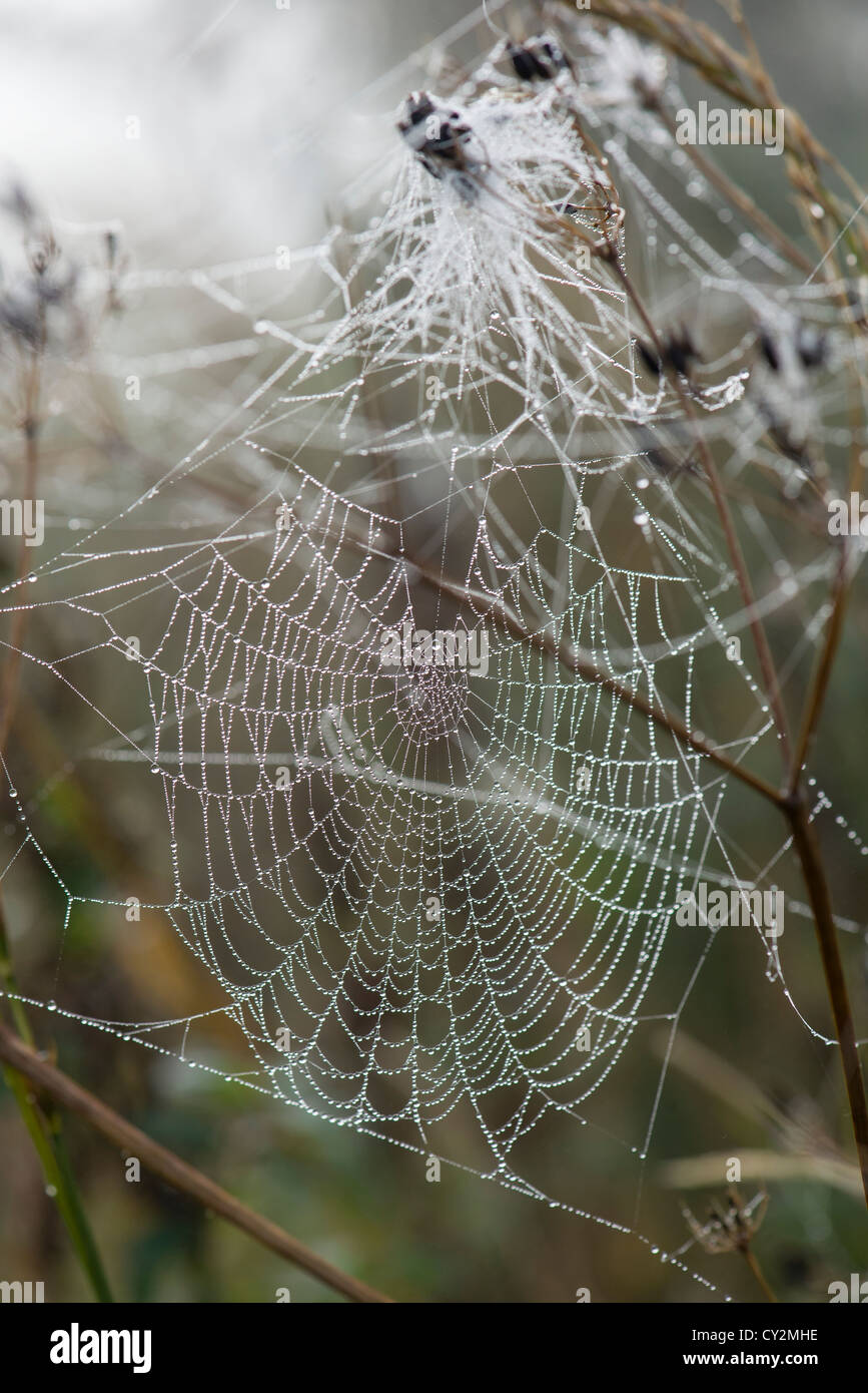Garden spiders web covered with dew on a misty autumn morning, England, October. Stock Photo