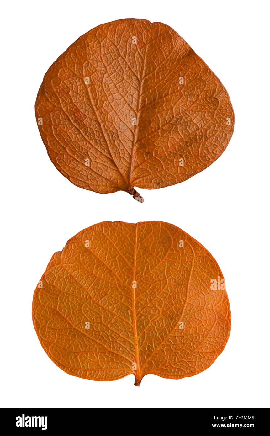 Autumn leaves isolated on white background Stock Photo - Alamy