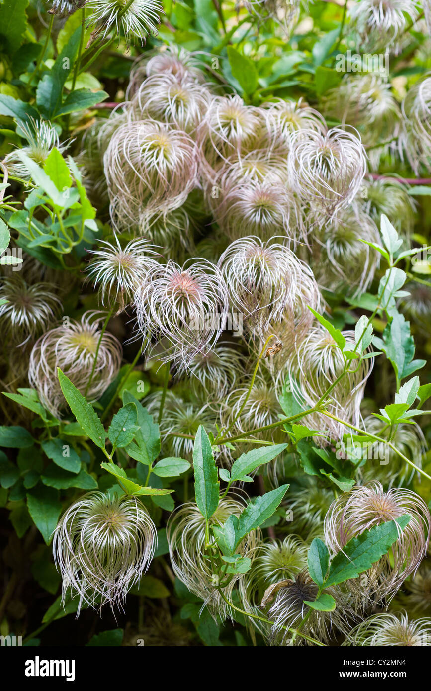 Clematis tangutica, grown for seed head display in Autumn Stock Photo