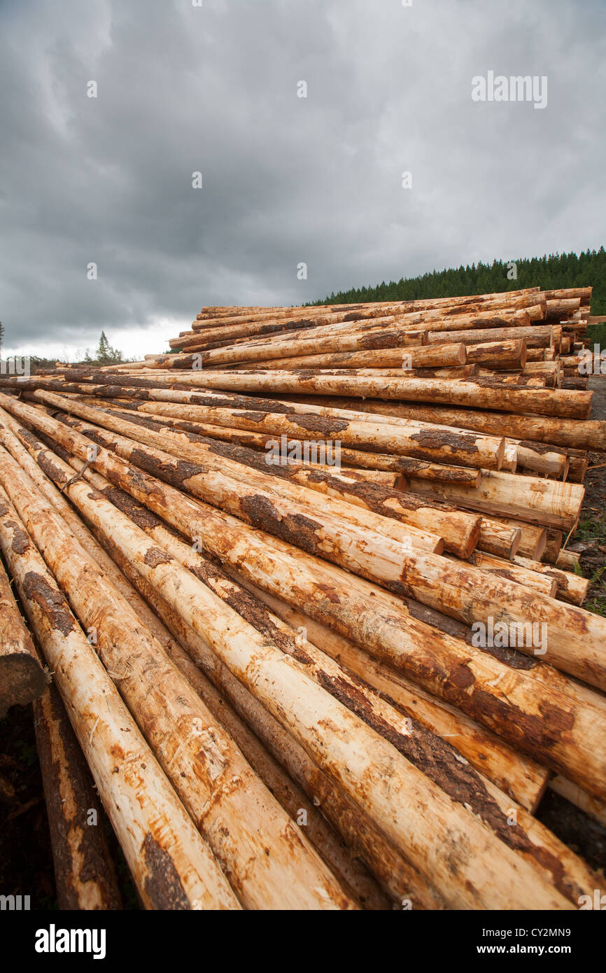 A pile of stripped logs sit in a clear cut on Vancouver Island, Canada