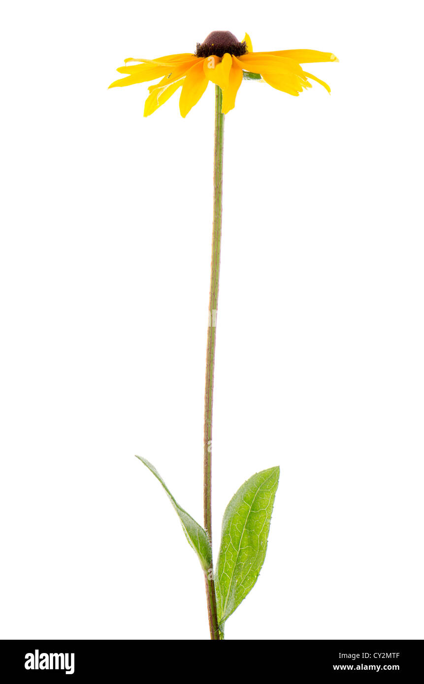 Beautiful sunflower on white background Stock Photo - Alamy