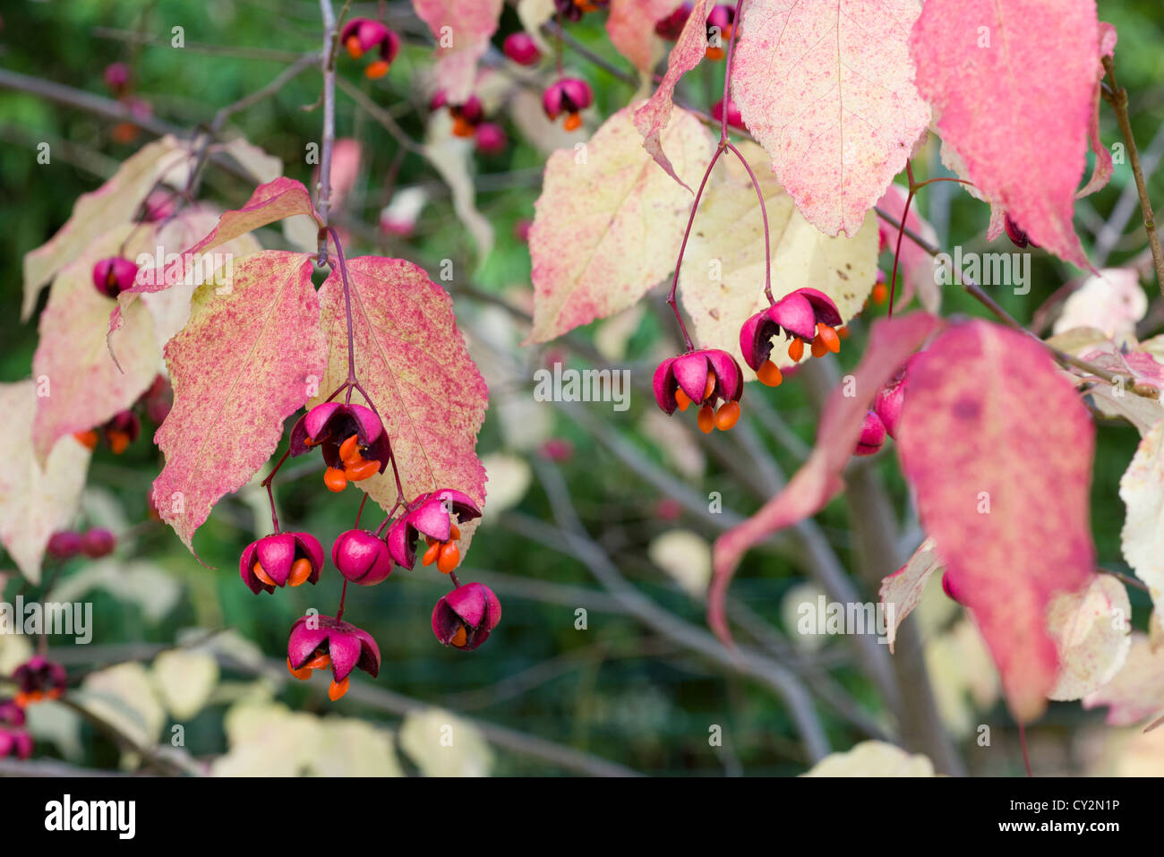Spindle, euonymus oxyphyllus, showing the seed cases ejecting seeds, England, October Stock Photo