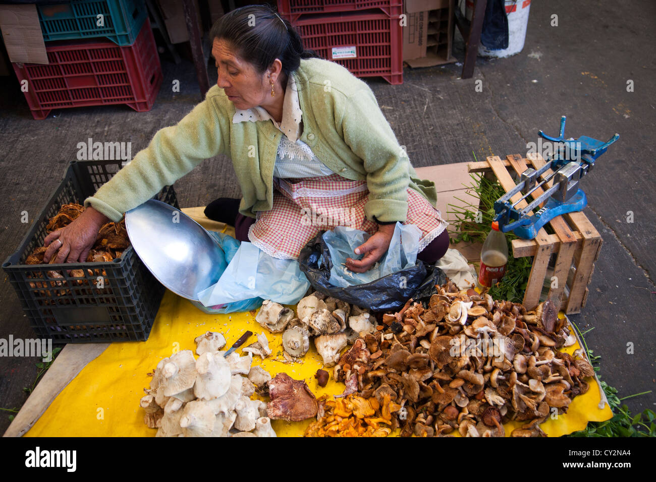 Wild Mushroom Forager at Jamaica Market in Colonia Jamaica in