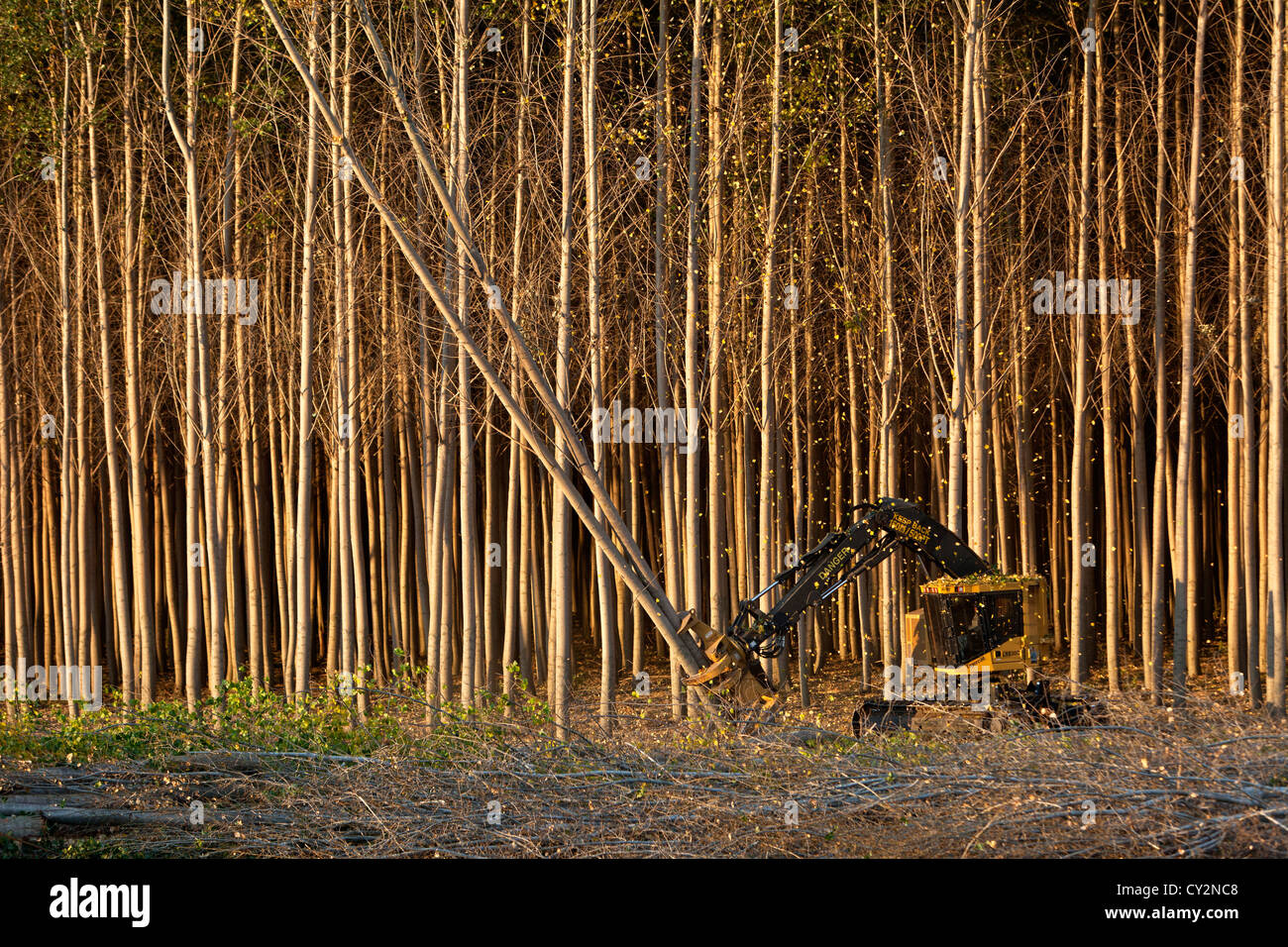 Tigercat Feller Buncher harvesting Hybrid Poplar trees. Stock Photo
