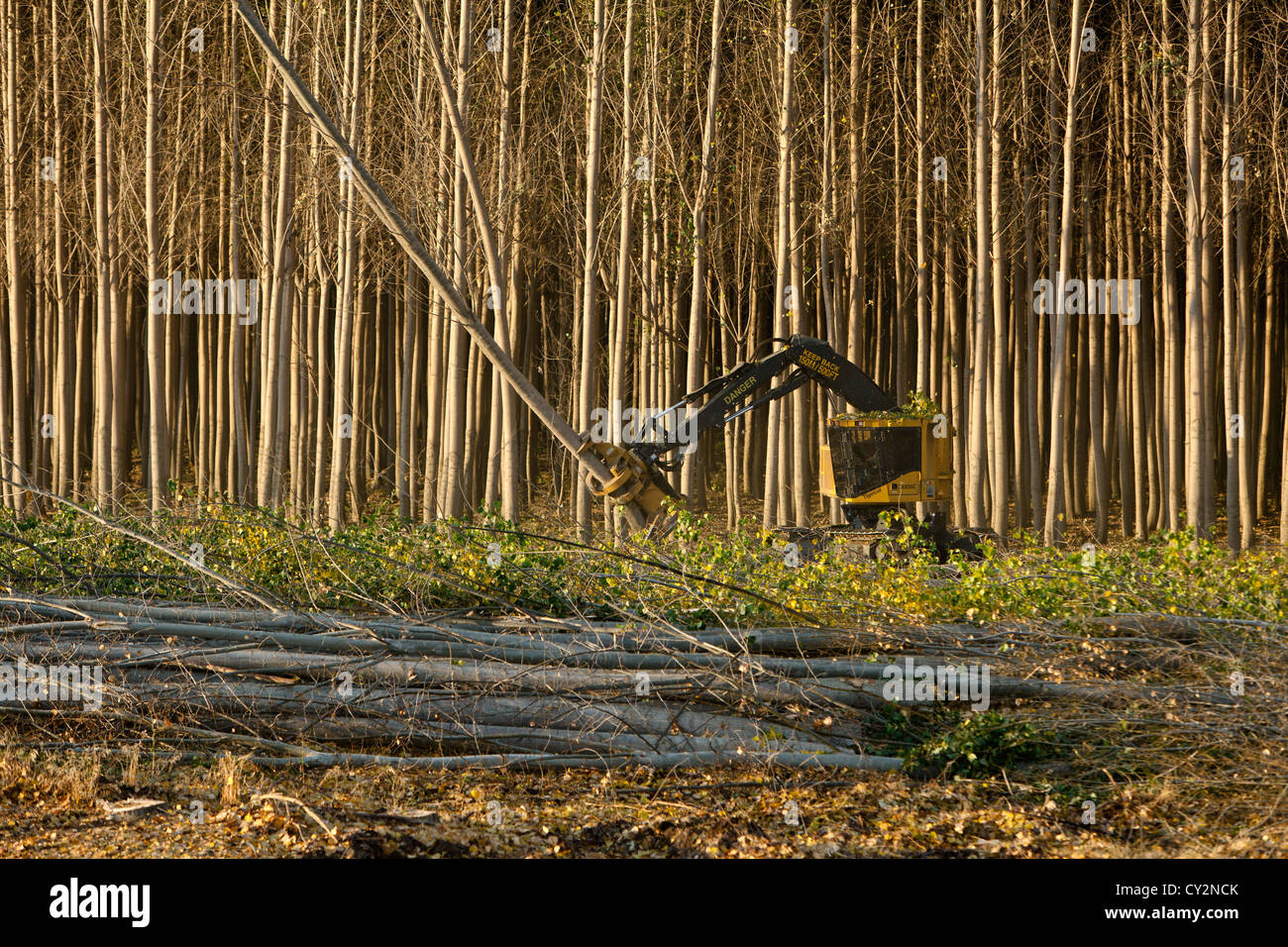 Tigercat Feller Buncher harvesting Hybrid Poplar trees. Stock Photo