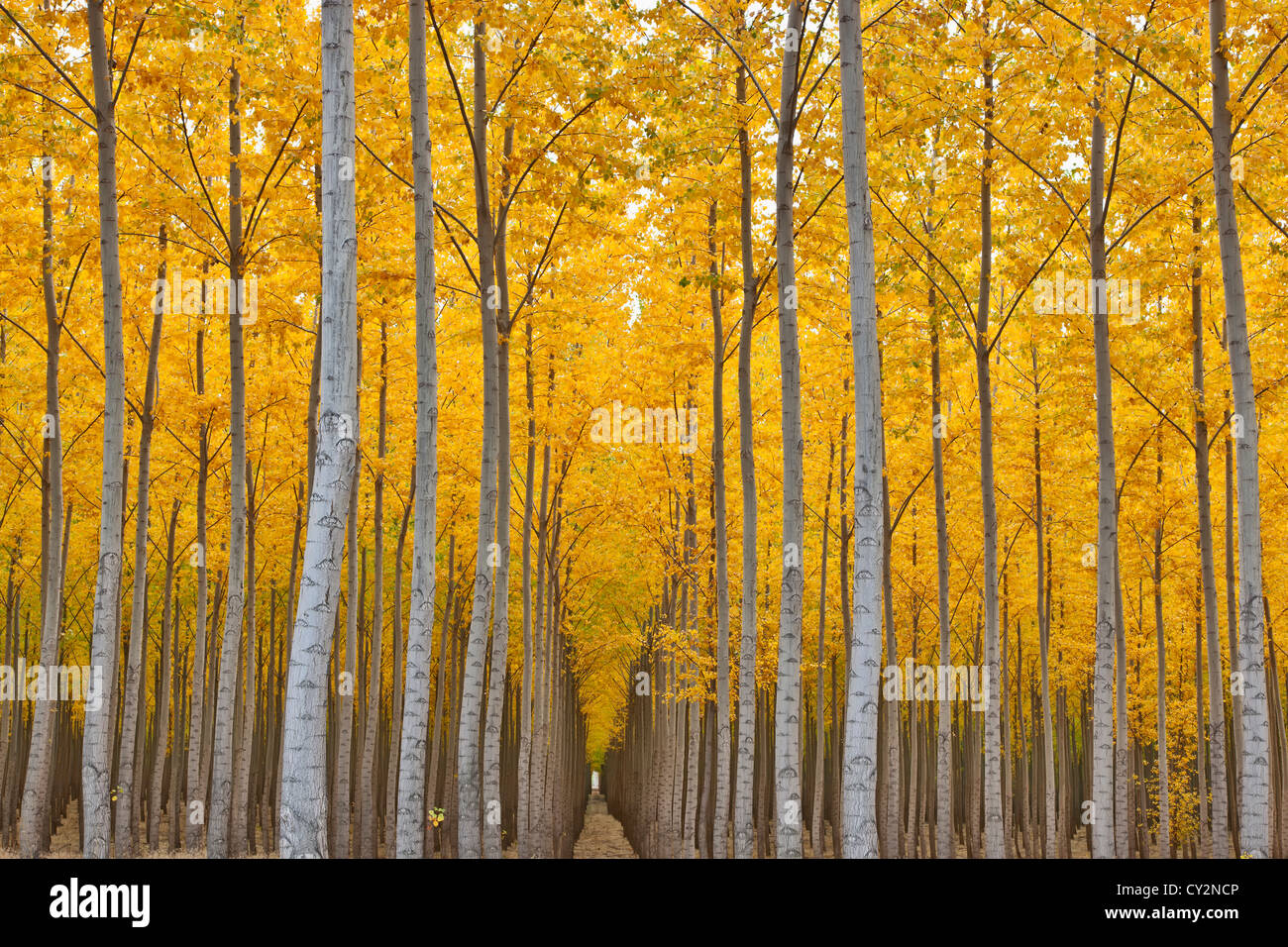 Hybrid Poplar plantation, fall foliage. Stock Photo