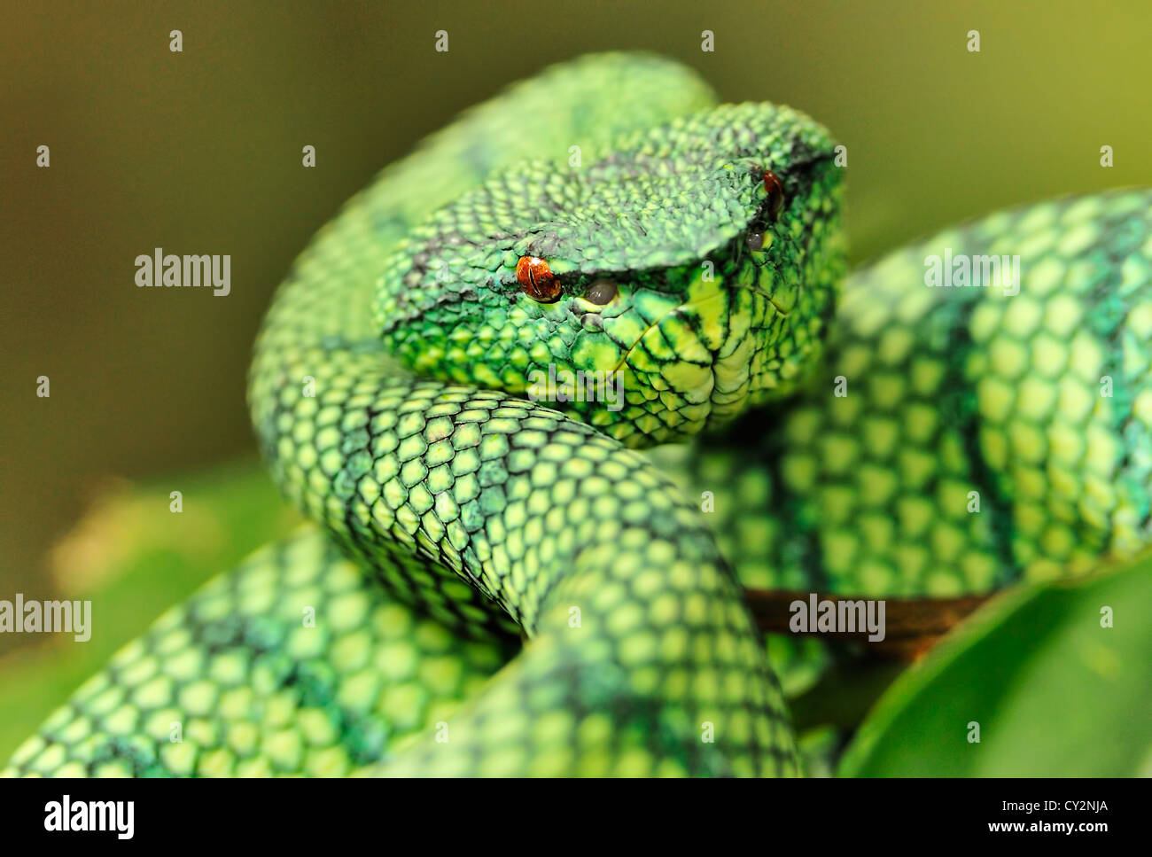 Wagler's Pit Viper on the branch, Sabah, Borneo, Malaysia Stock Photo