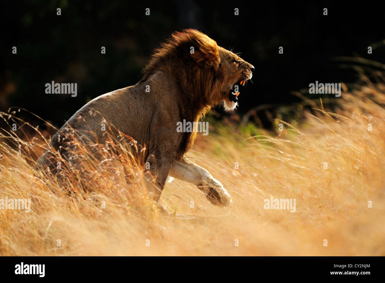 Male Lion post mating, Masai Mara, Kenya Stock Photo