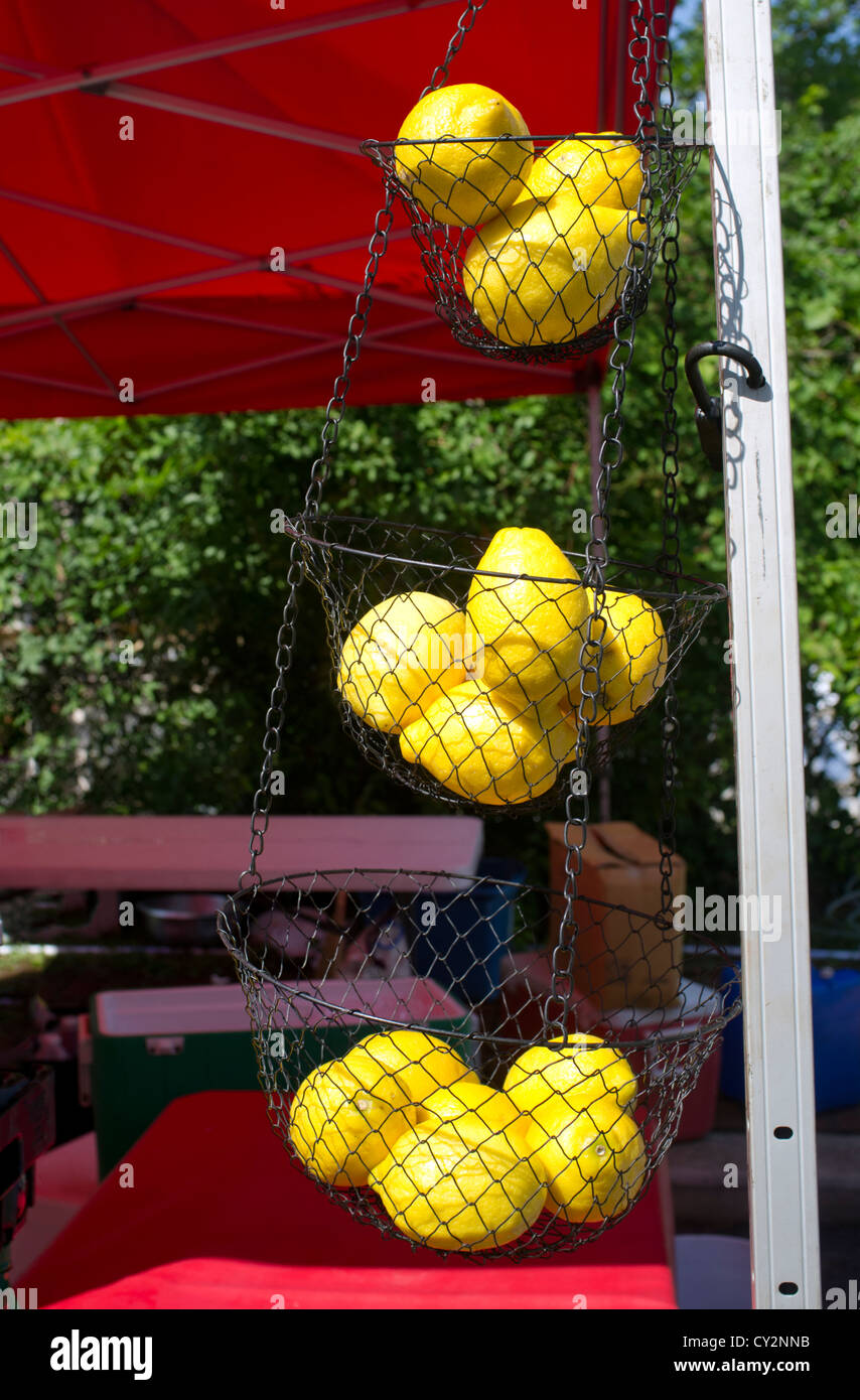 Lemons for lemonade hanging in a basket outdoors Stock Photo
