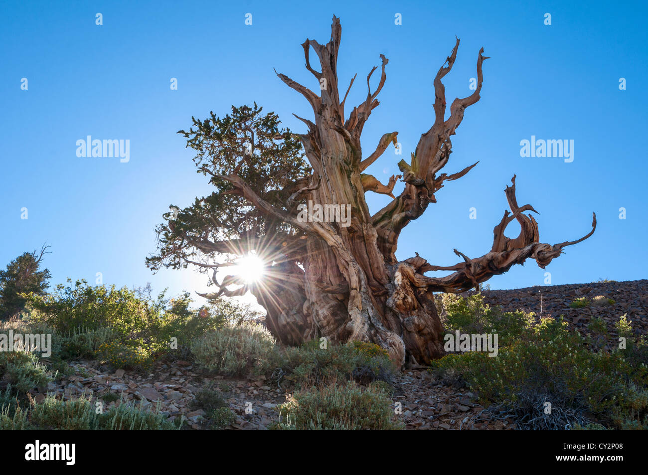 Dramatic view of the Ancient Bristlecone Pine Forest. Stock Photo