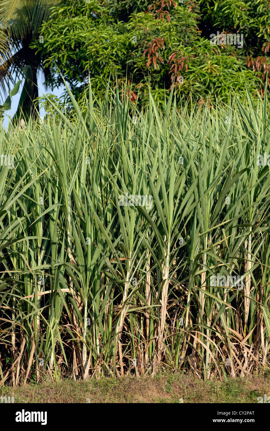 Sugarcane crops in field,Tamil Nadu,India Stock Photo Alamy