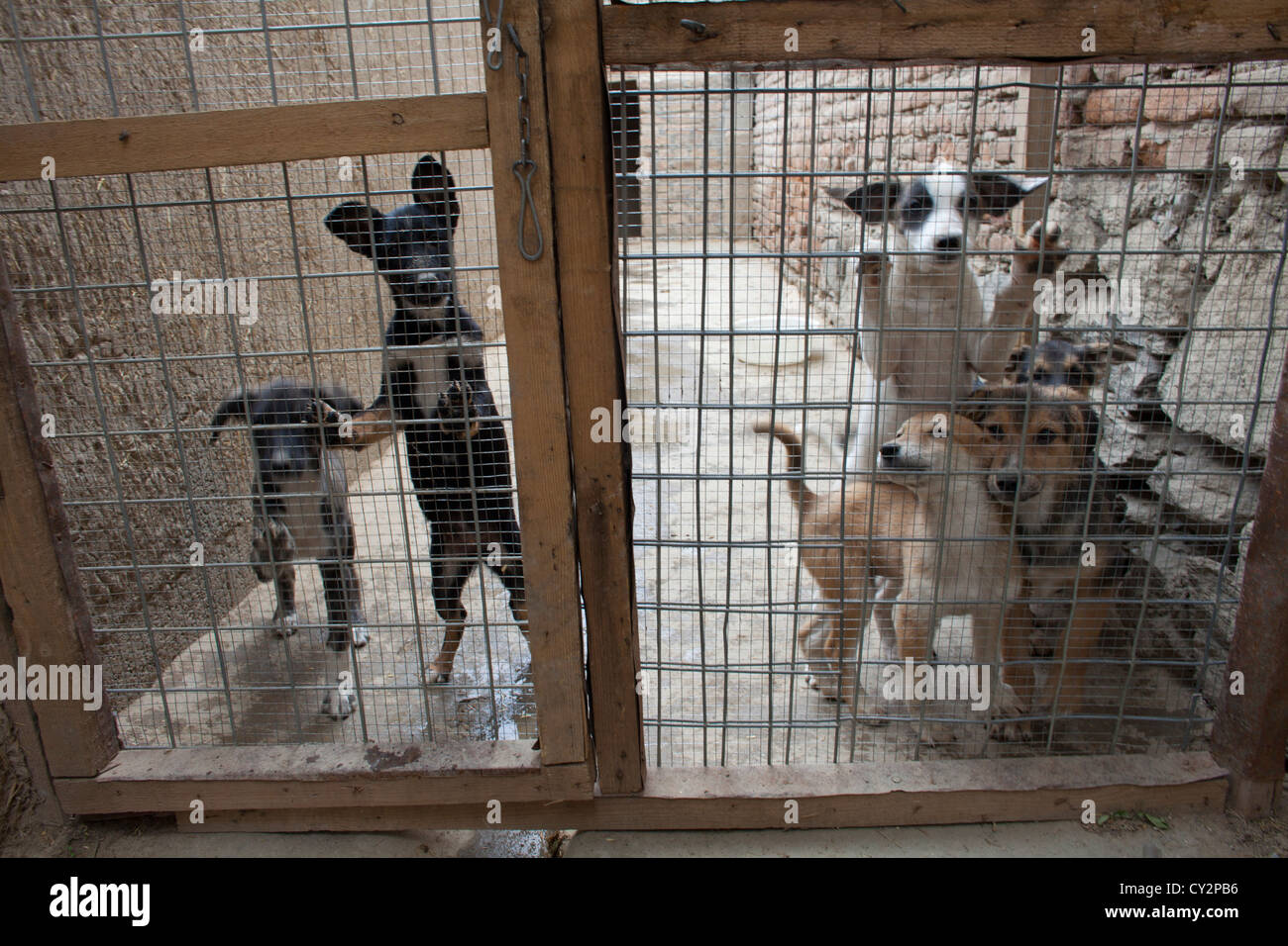 Nowzad is a kennel for street dogs in Kabul, run by louise haslie Stock Photo