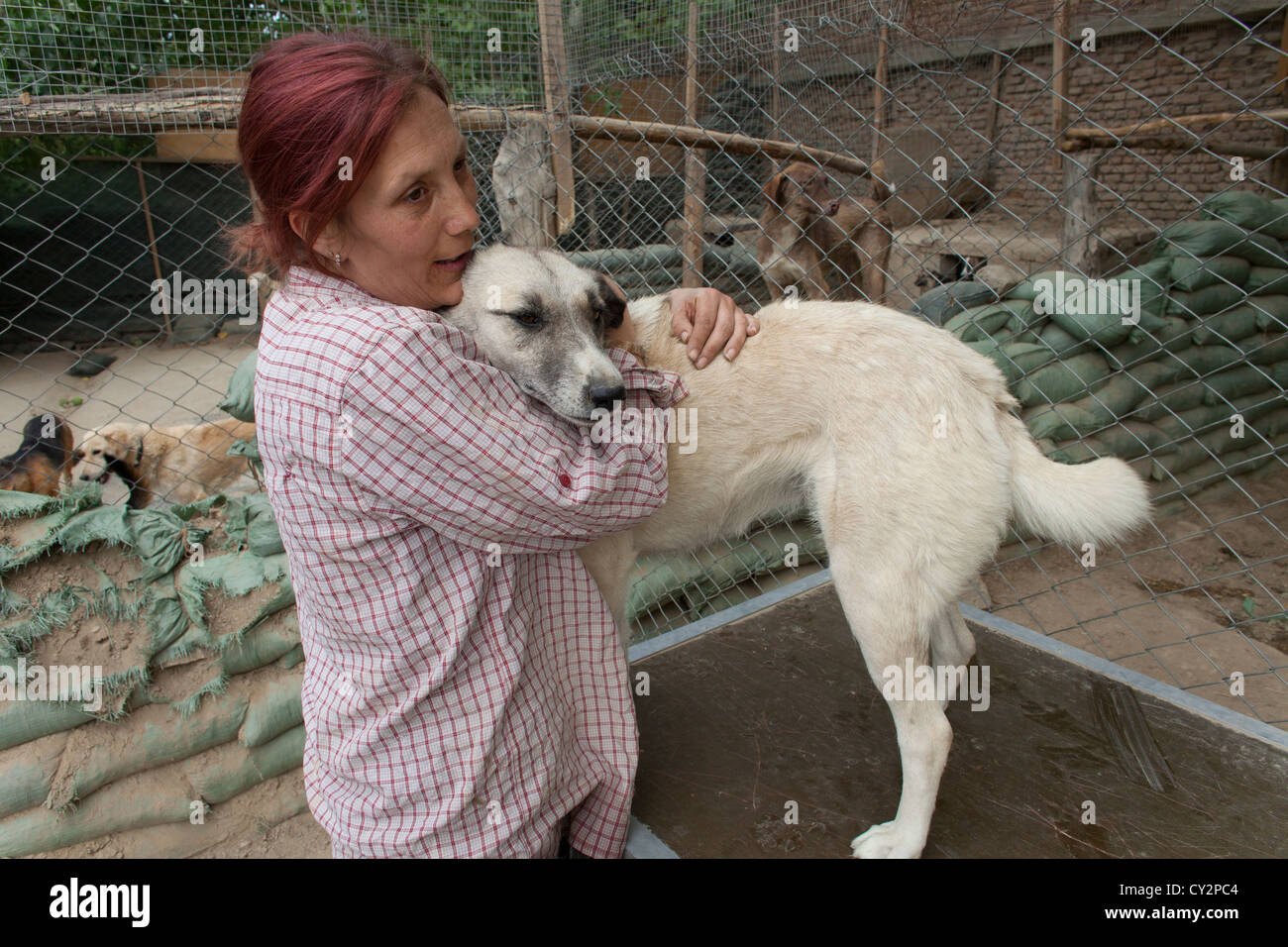 Nowzad is a kennel for street dogs in Kabul, run by louise haslie Stock Photo