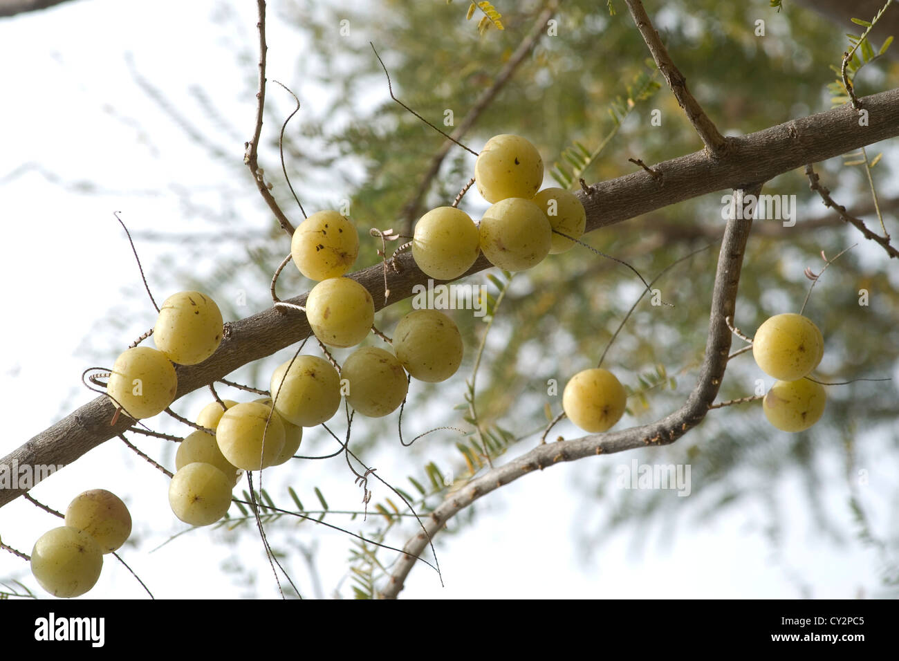 Indian gooseberry; Emblica officinalis or Phyllanthus emblica L,Tamil Nadu,India. Stock Photo