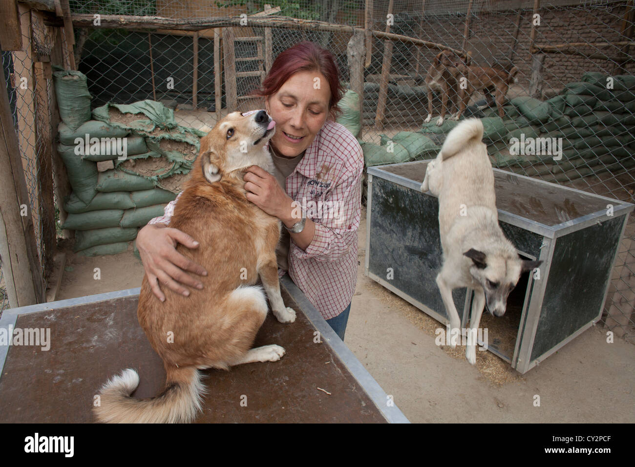 Nowzad is a kennel for street dogs in Kabul, run by louise haslie Stock Photo