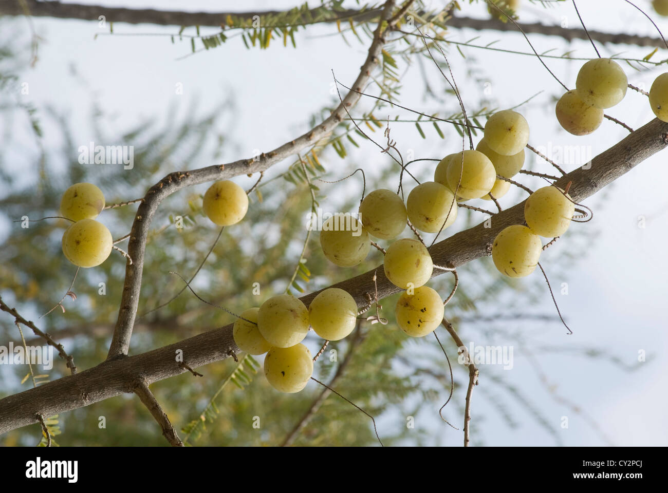 Indian gooseberry; Emblica officinalis or Phyllanthus emblica L,Tamil Nadu,India. Stock Photo