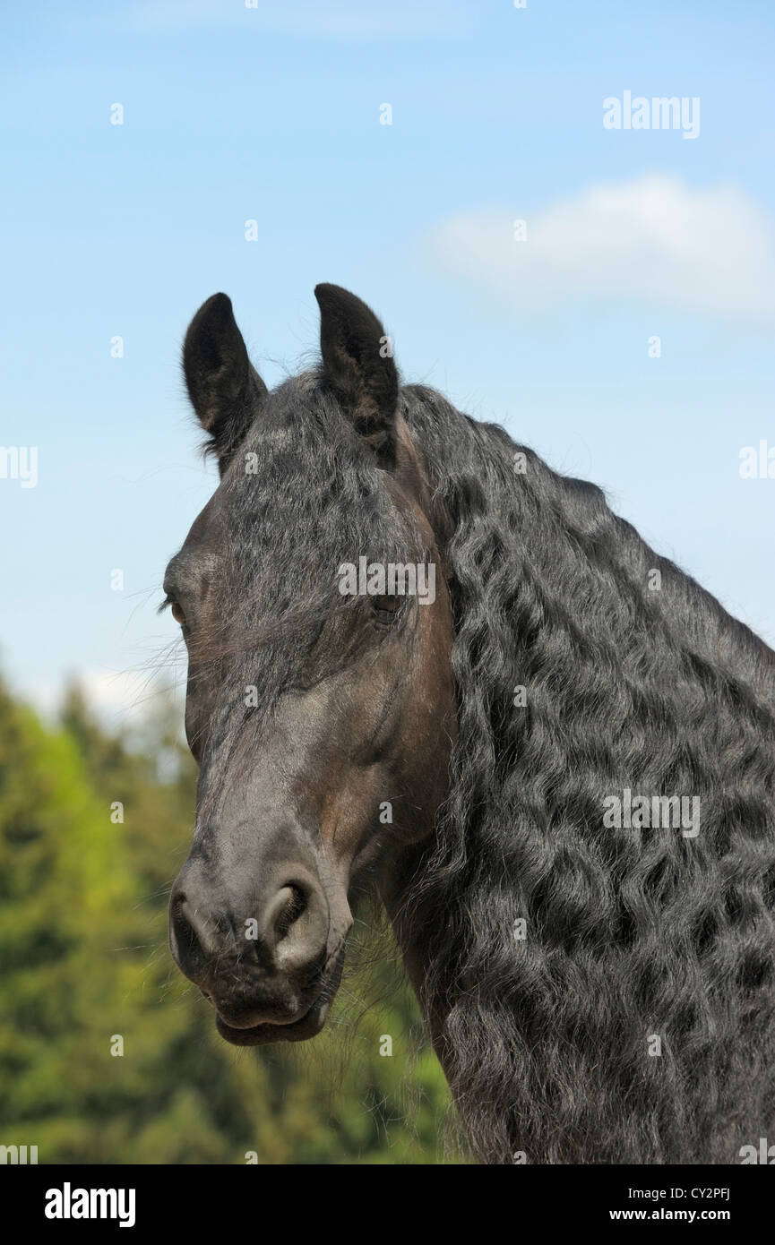 Friesian black horse long mane hi-res stock photography and images - Alamy
