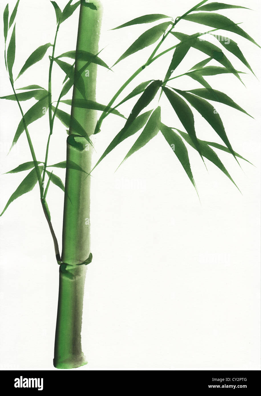 Bamboo in Japanese style. Watercolor hand painting illustration